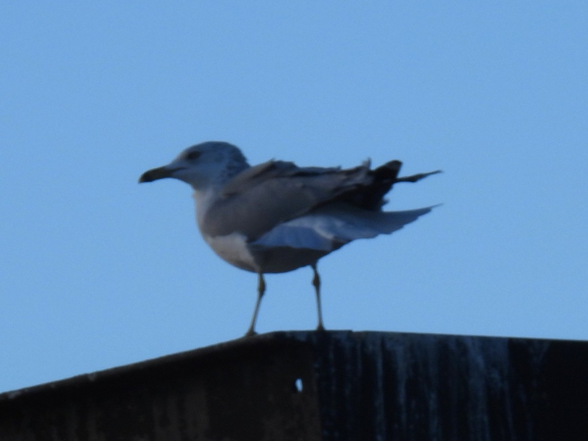 Ring-billed Gull - ML645563169