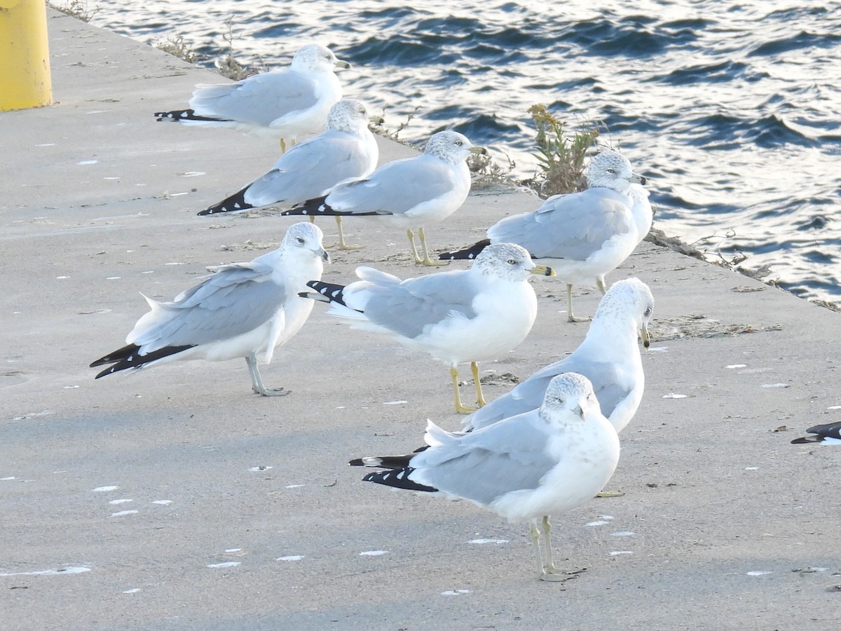 Ring-billed Gull - ML645563170