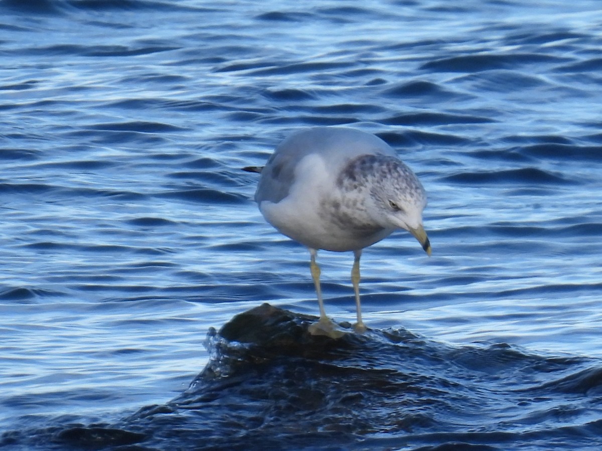 Ring-billed Gull - ML645563171
