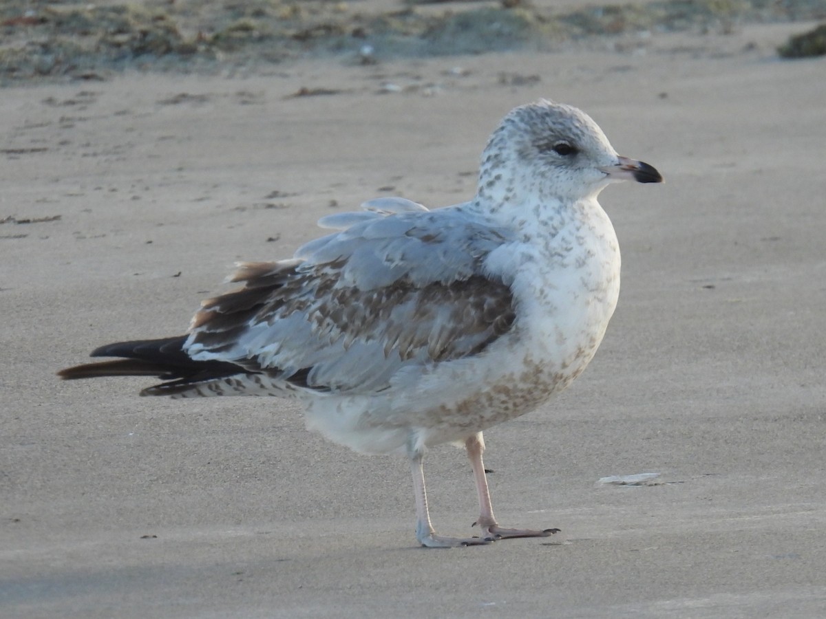 Ring-billed Gull - ML645563172