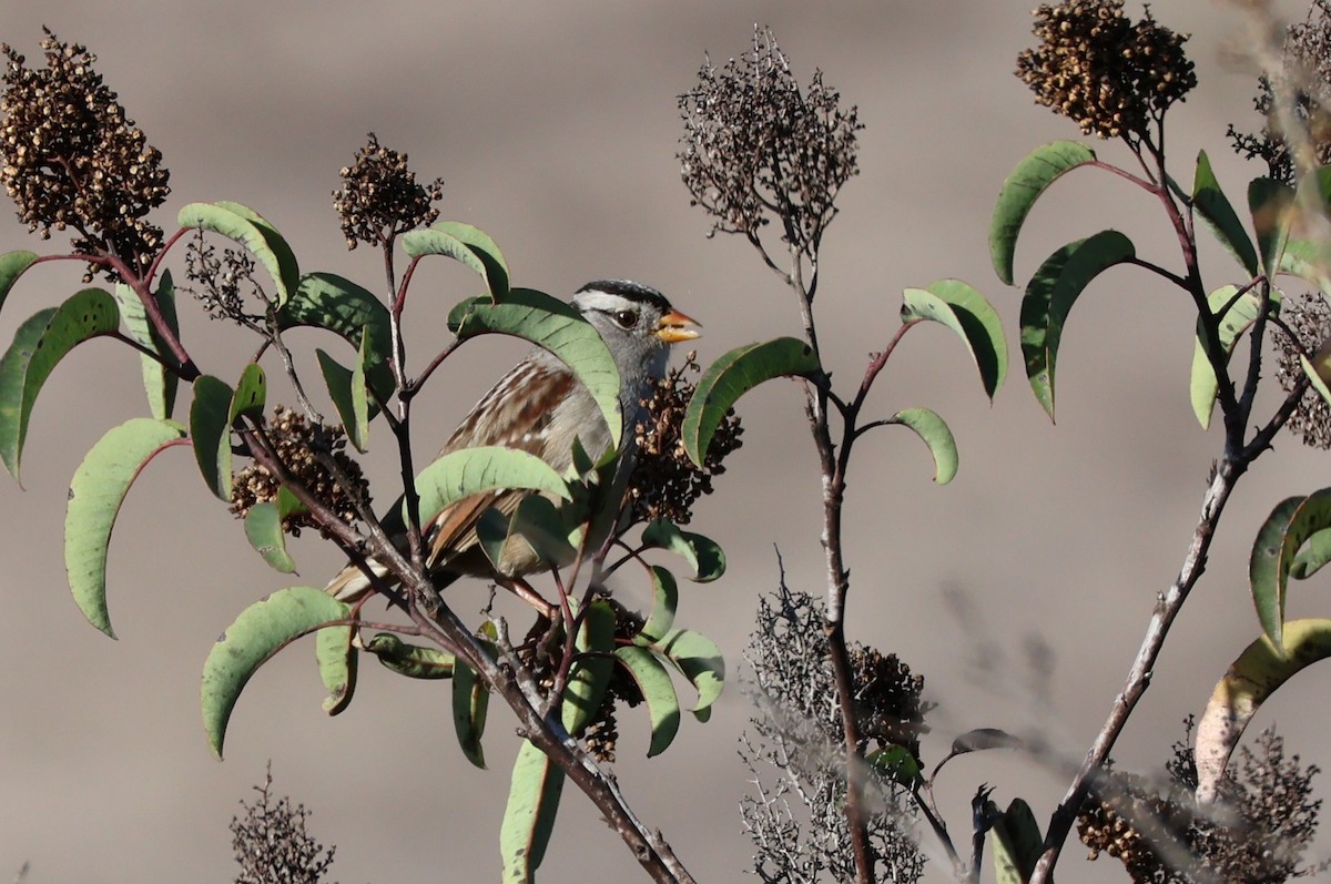 White-crowned Sparrow - ML645563173