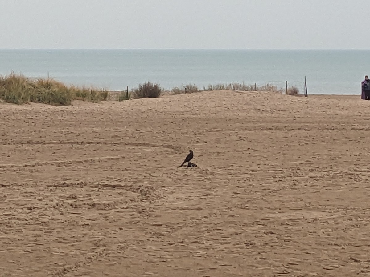 Cooper's Hawk - ML645563174