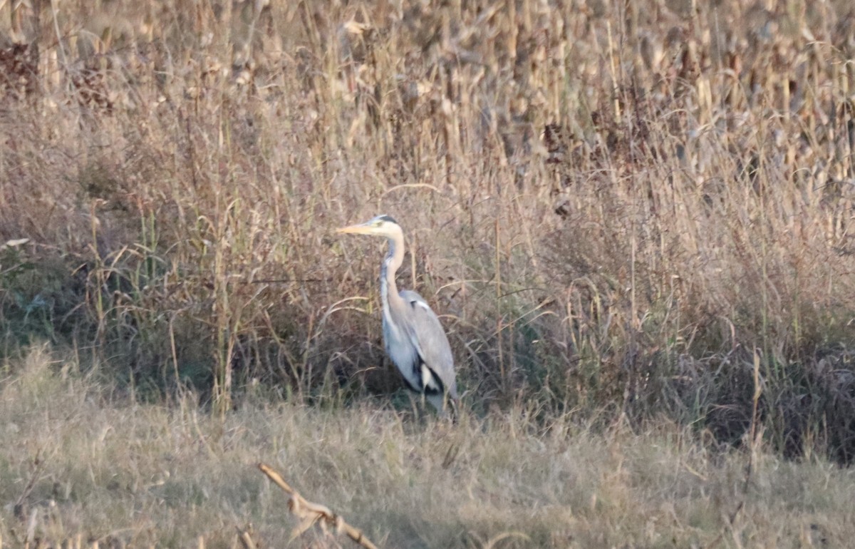 Gray Heron - ML645563176