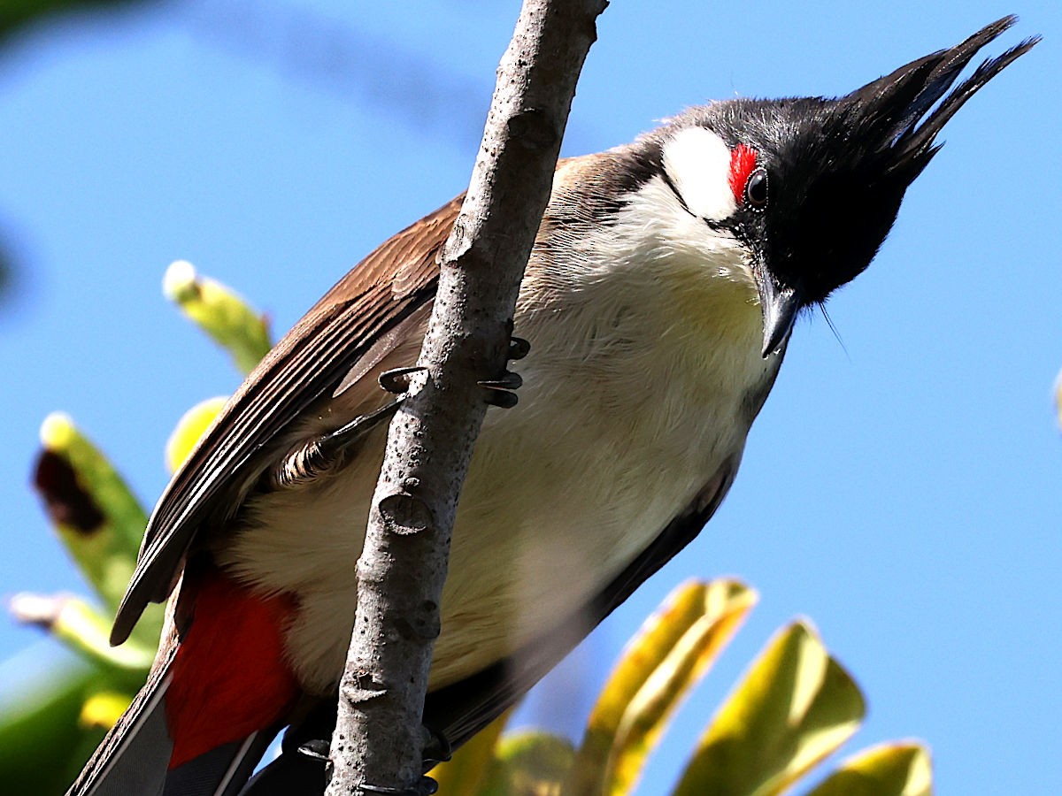 Red-whiskered Bulbul - ML645563178