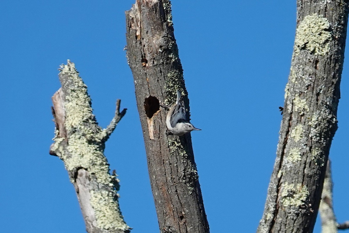 White-breasted Nuthatch - ML645563181