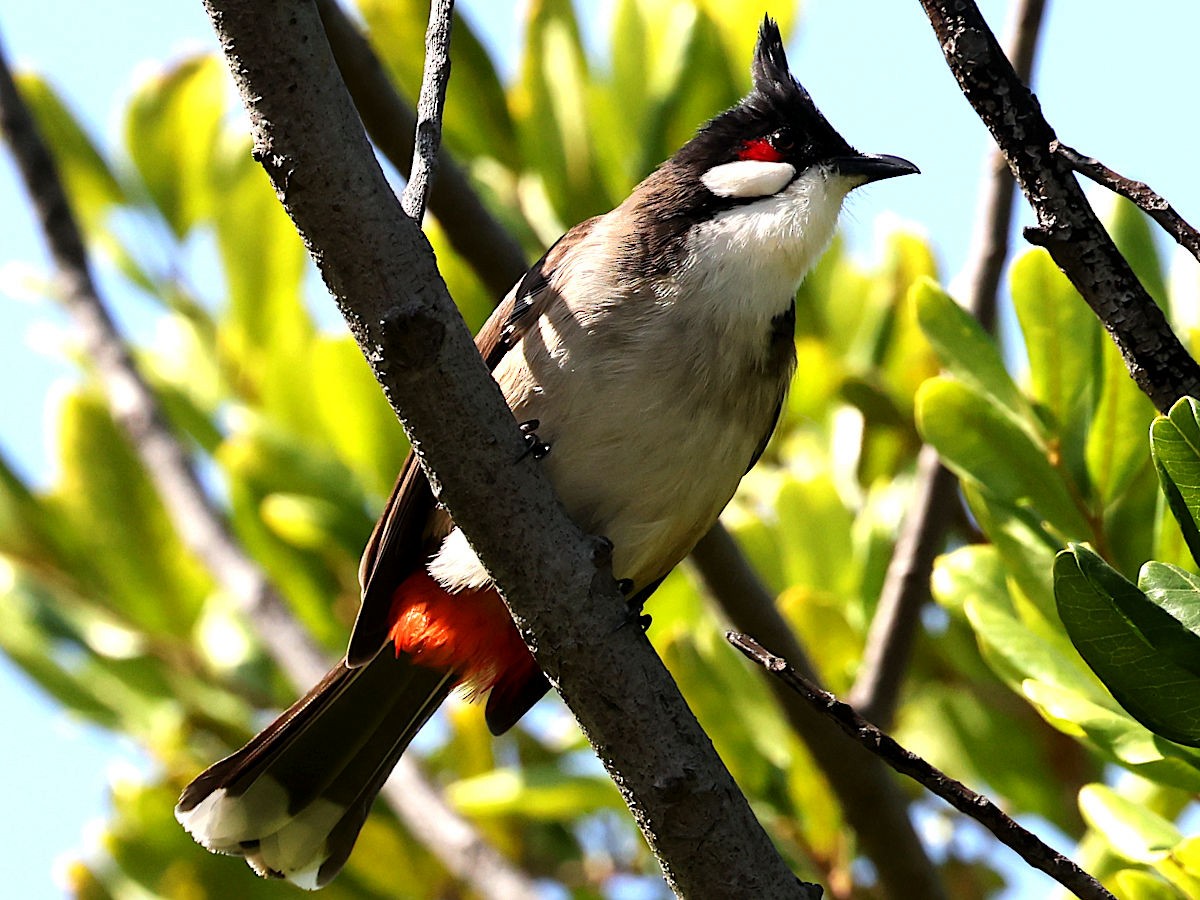 Red-whiskered Bulbul - ML645563182