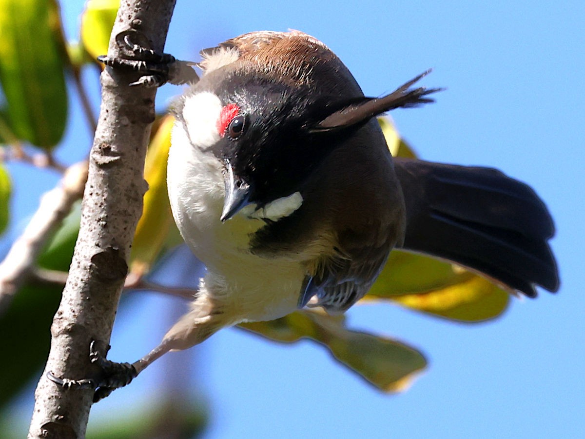Red-whiskered Bulbul - ML645563184