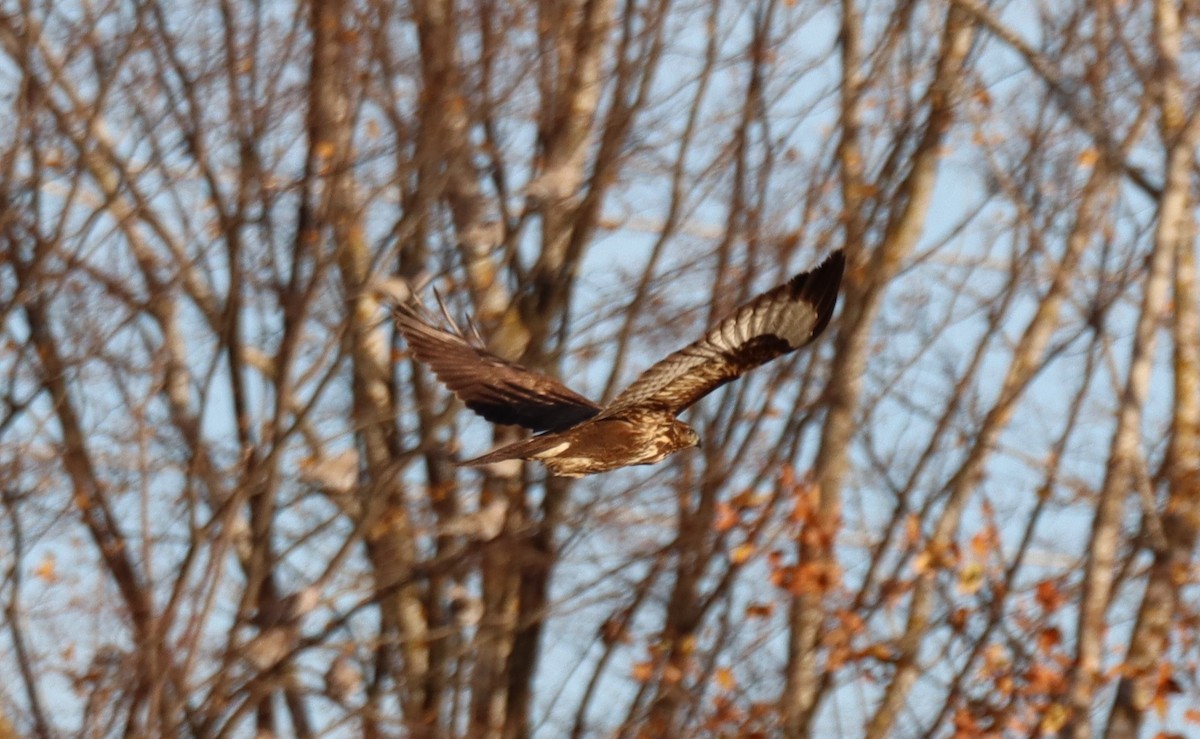 Common Buzzard - ML645563186