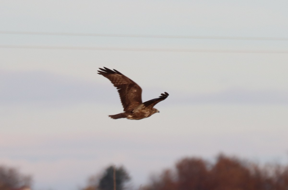 Common Buzzard - ML645563188