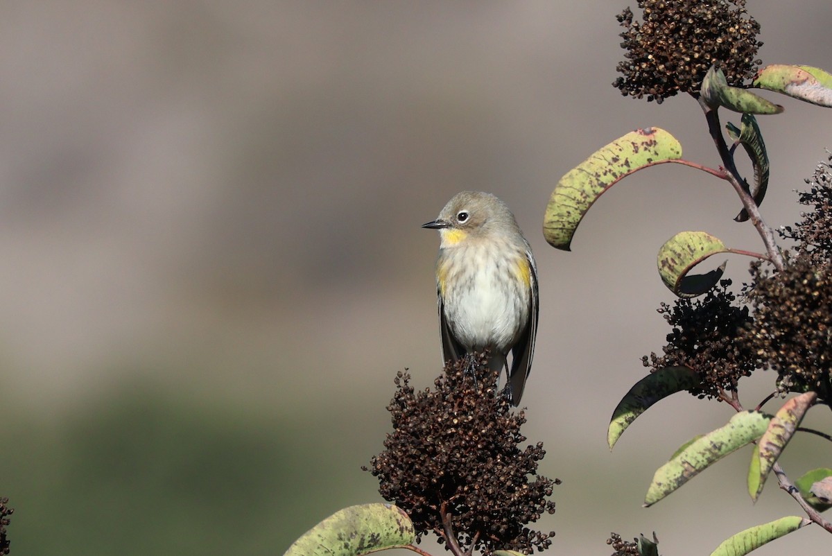 Yellow-rumped Warbler - ML645563189
