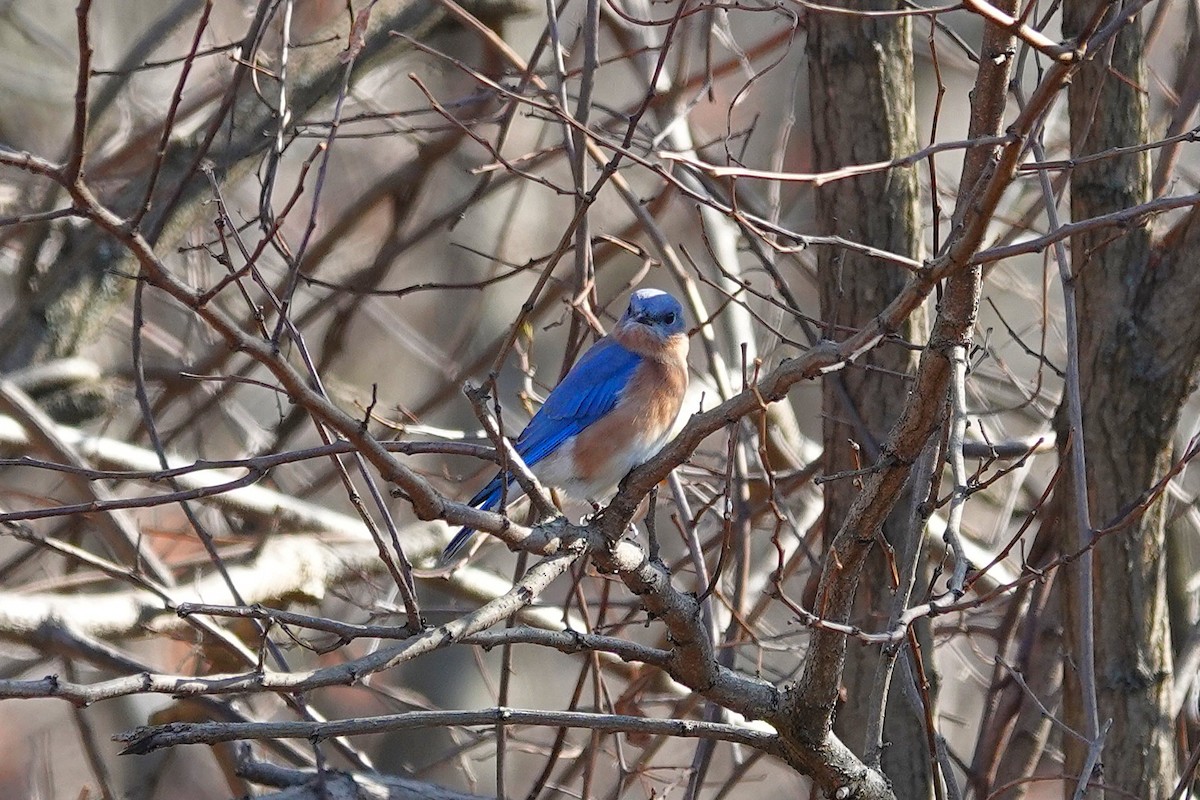 Eastern Bluebird - ML645563190