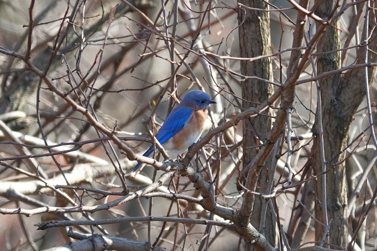 Eastern Bluebird - ML645563191