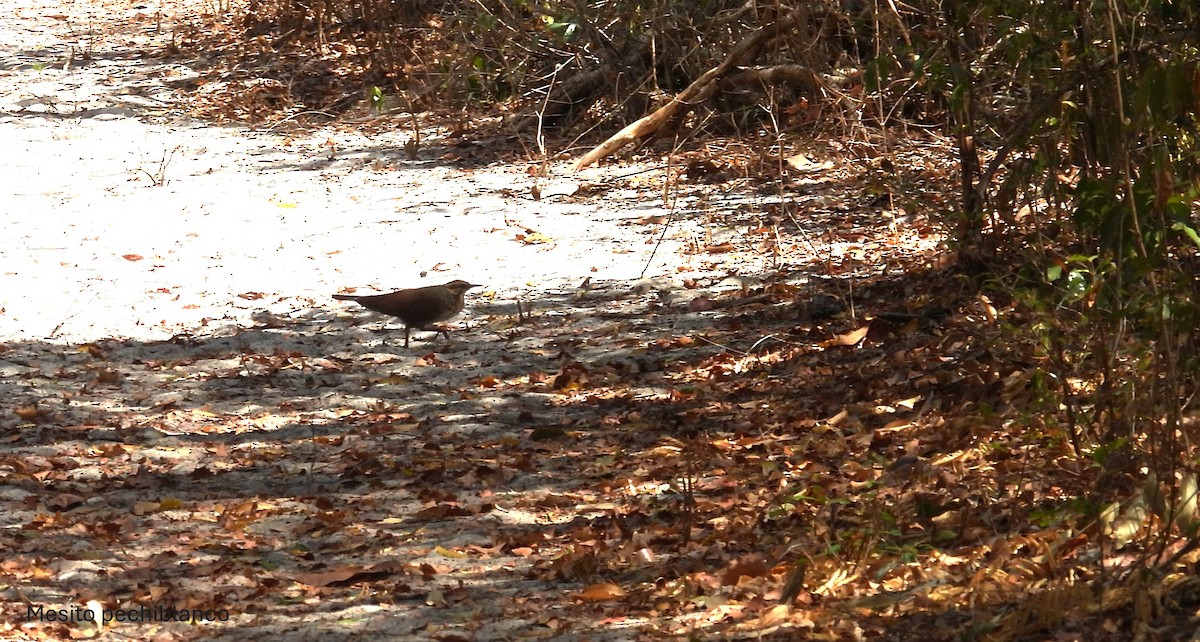 White-breasted Mesite - ML645563213