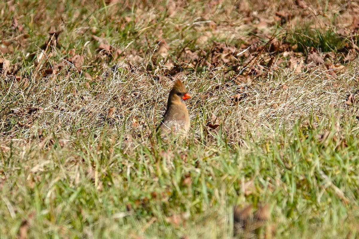 Northern Cardinal - ML645563214