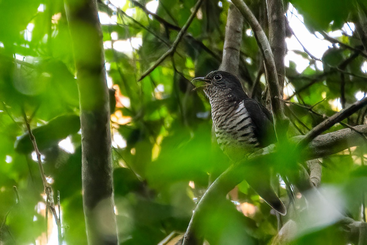 Olive Long-tailed Cuckoo - ML645563215