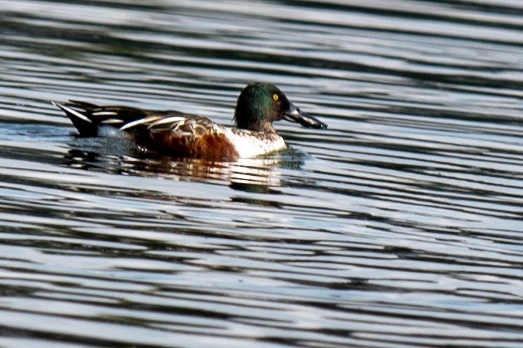 Northern Shoveler - ML645563218