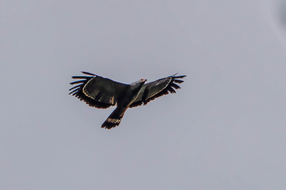 African Harrier-Hawk - ML645563219