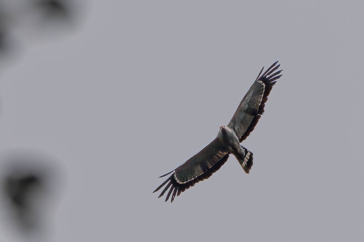 African Harrier-Hawk - ML645563220