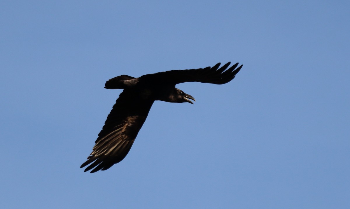 Common Raven - ML645563221