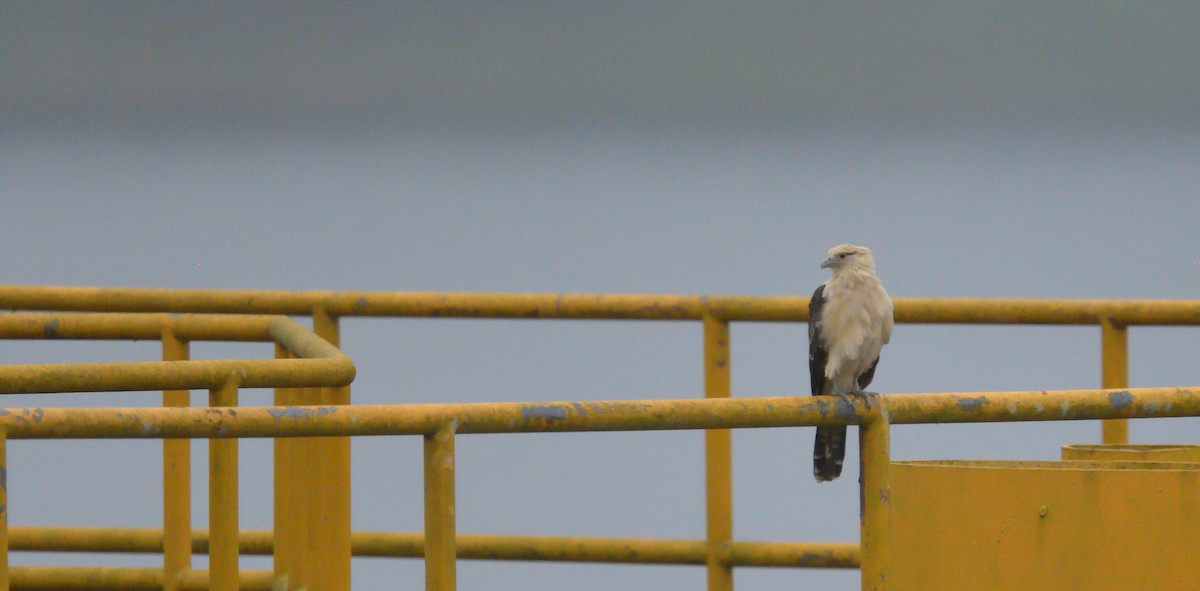 čimango žlutavý - ML645563250