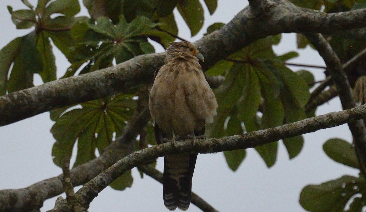 čimango žlutavý - ML645563251