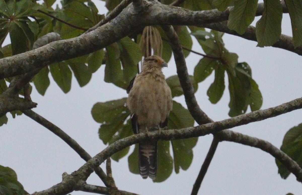 čimango žlutavý - ML645563252