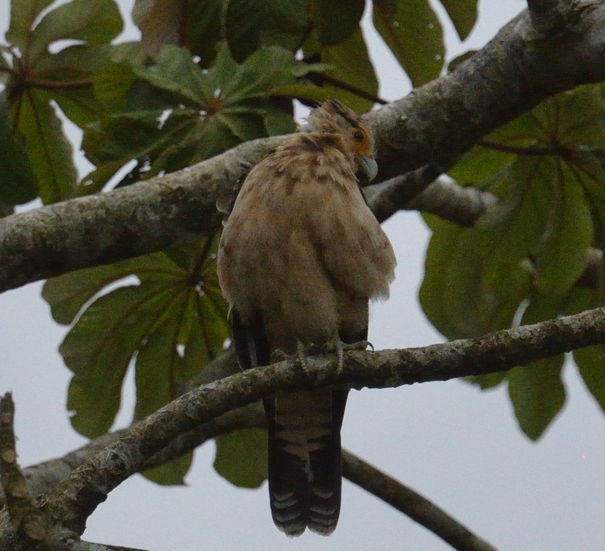 čimango žlutavý - ML645563253