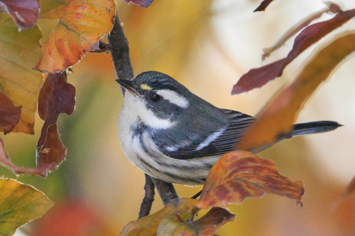 Black-throated Gray Warbler - ML645563261