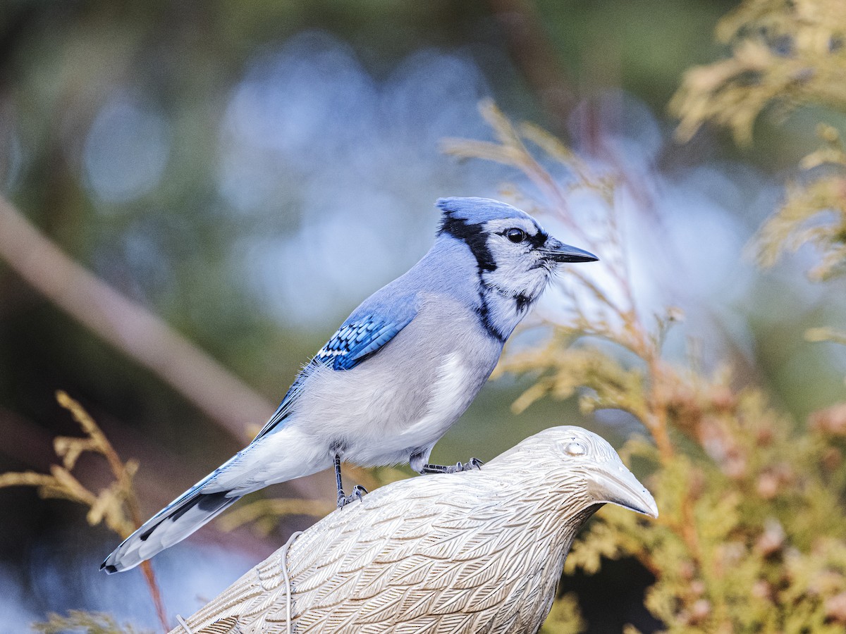 Blue Jay - ML645563265