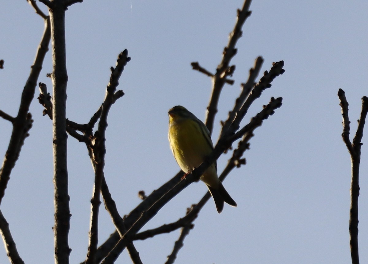 בזבוז אירופי - ML645563266