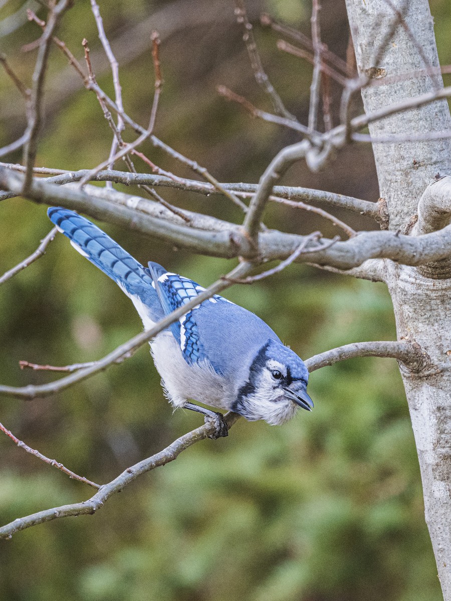 Blue Jay - ML645563268