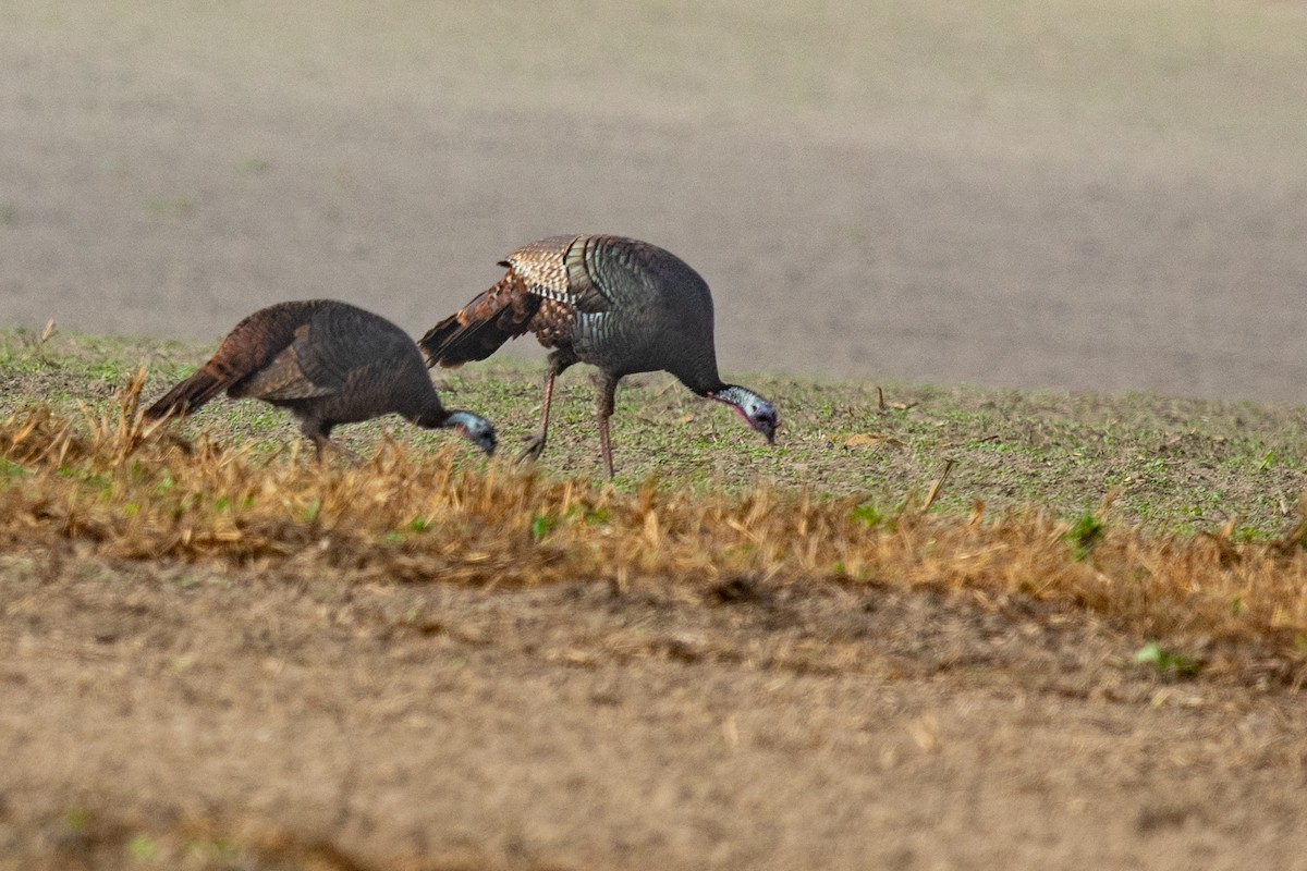 Wild Turkey - ML645563269