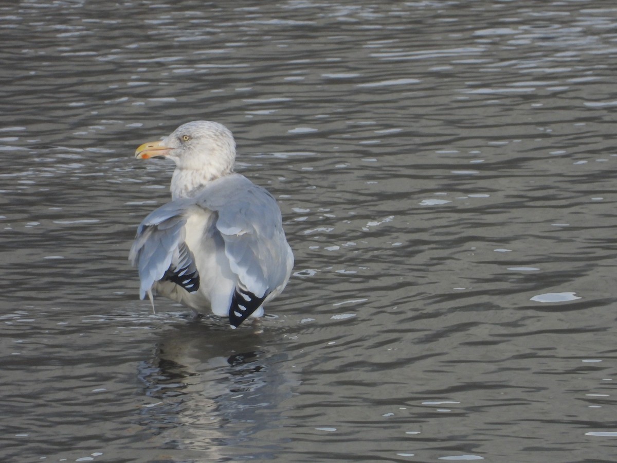 American Herring Gull - ML645563270