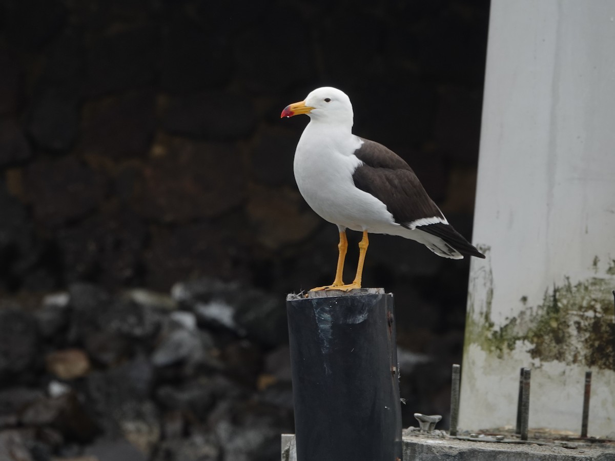 Belcher's Gull - ML645563271