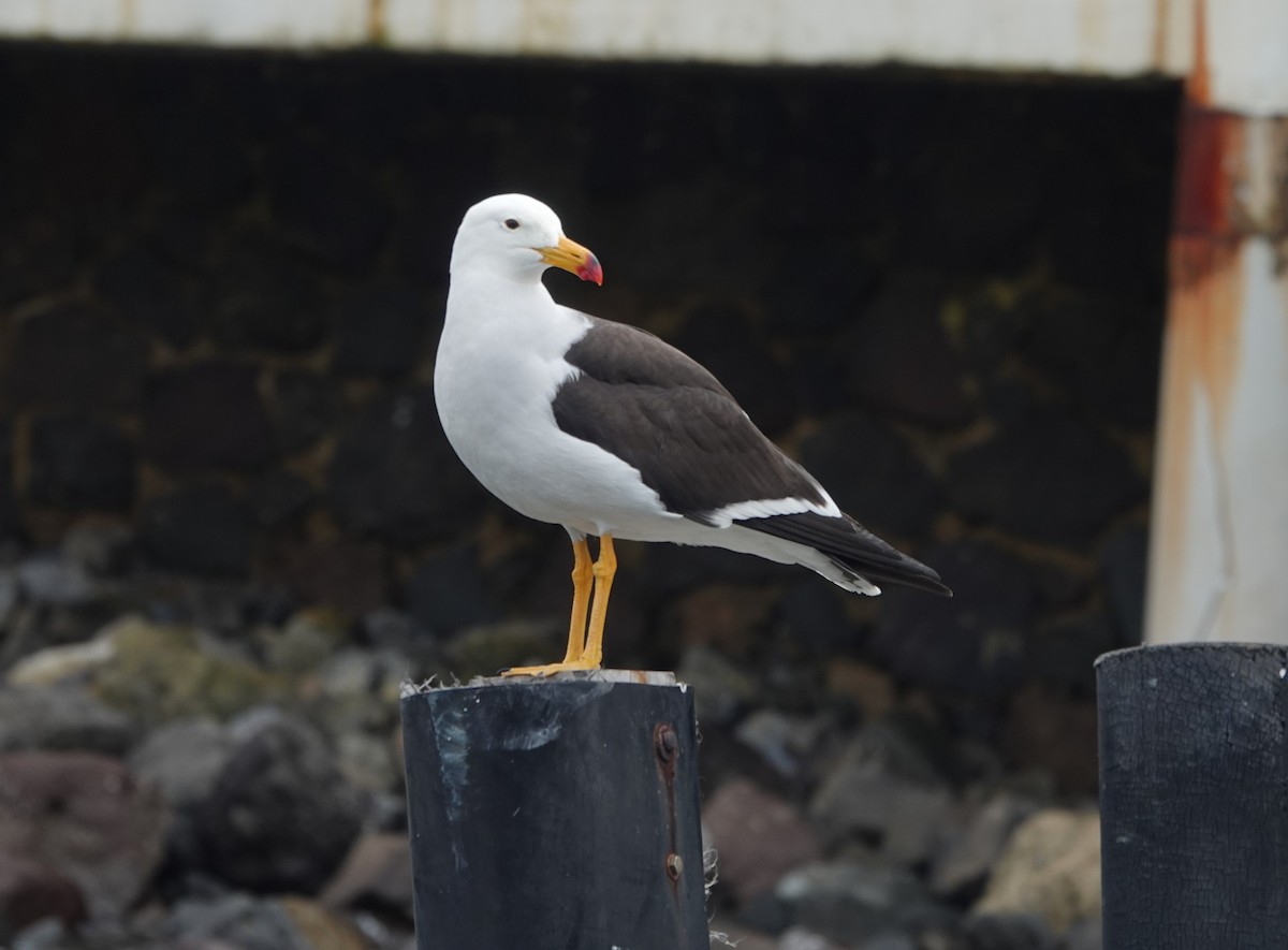 Belcher's Gull - ML645563272