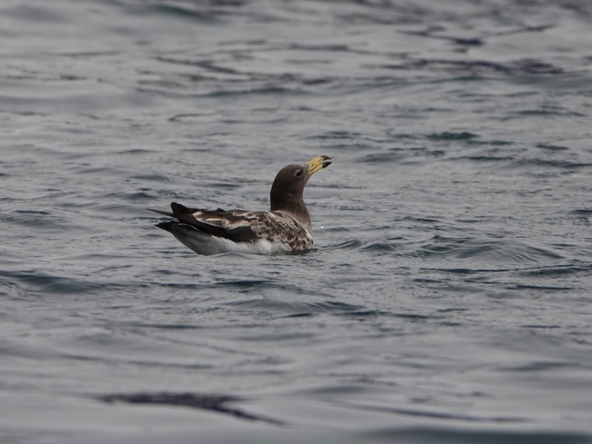 Belcher's Gull - ML645563273