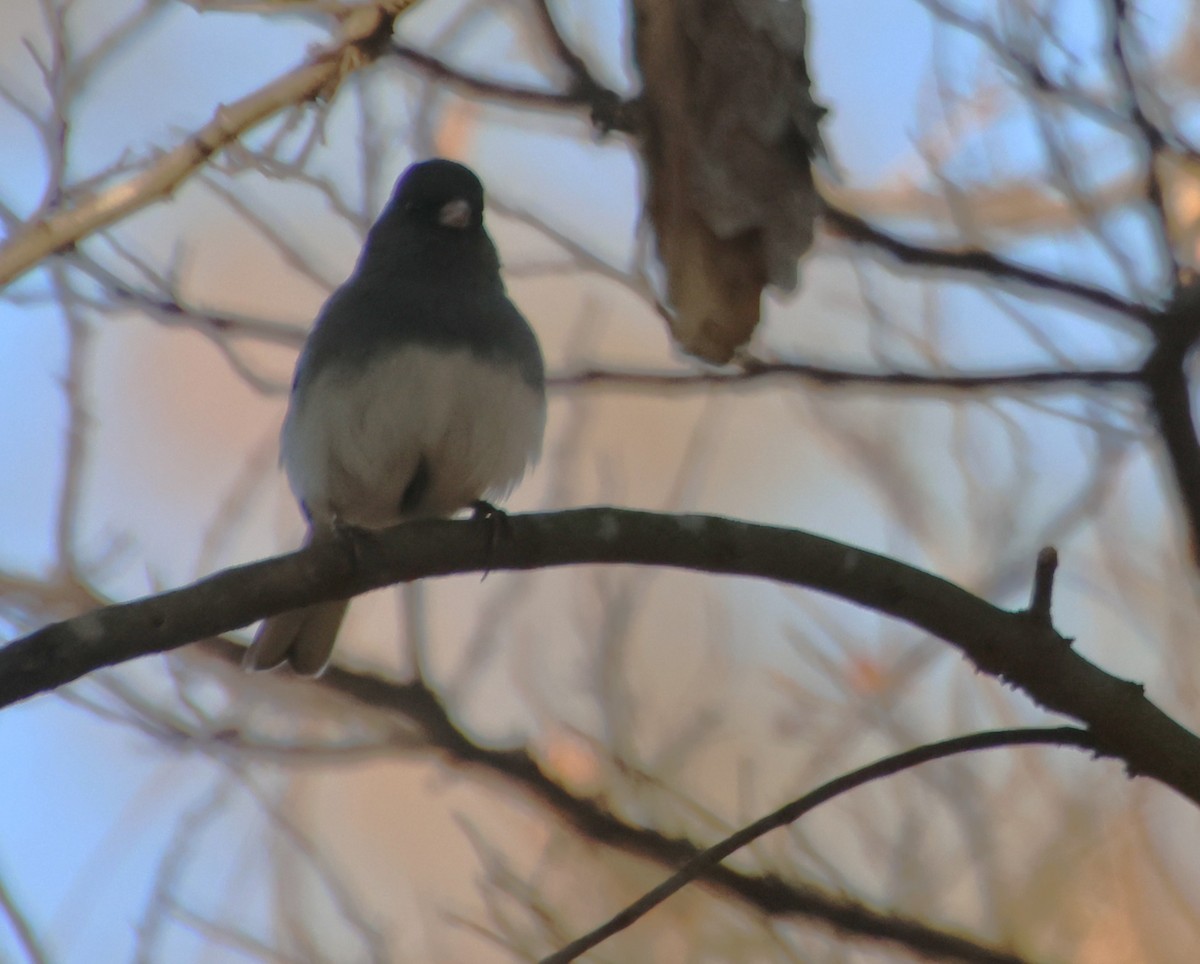 Dark-eyed Junco - ML645563274