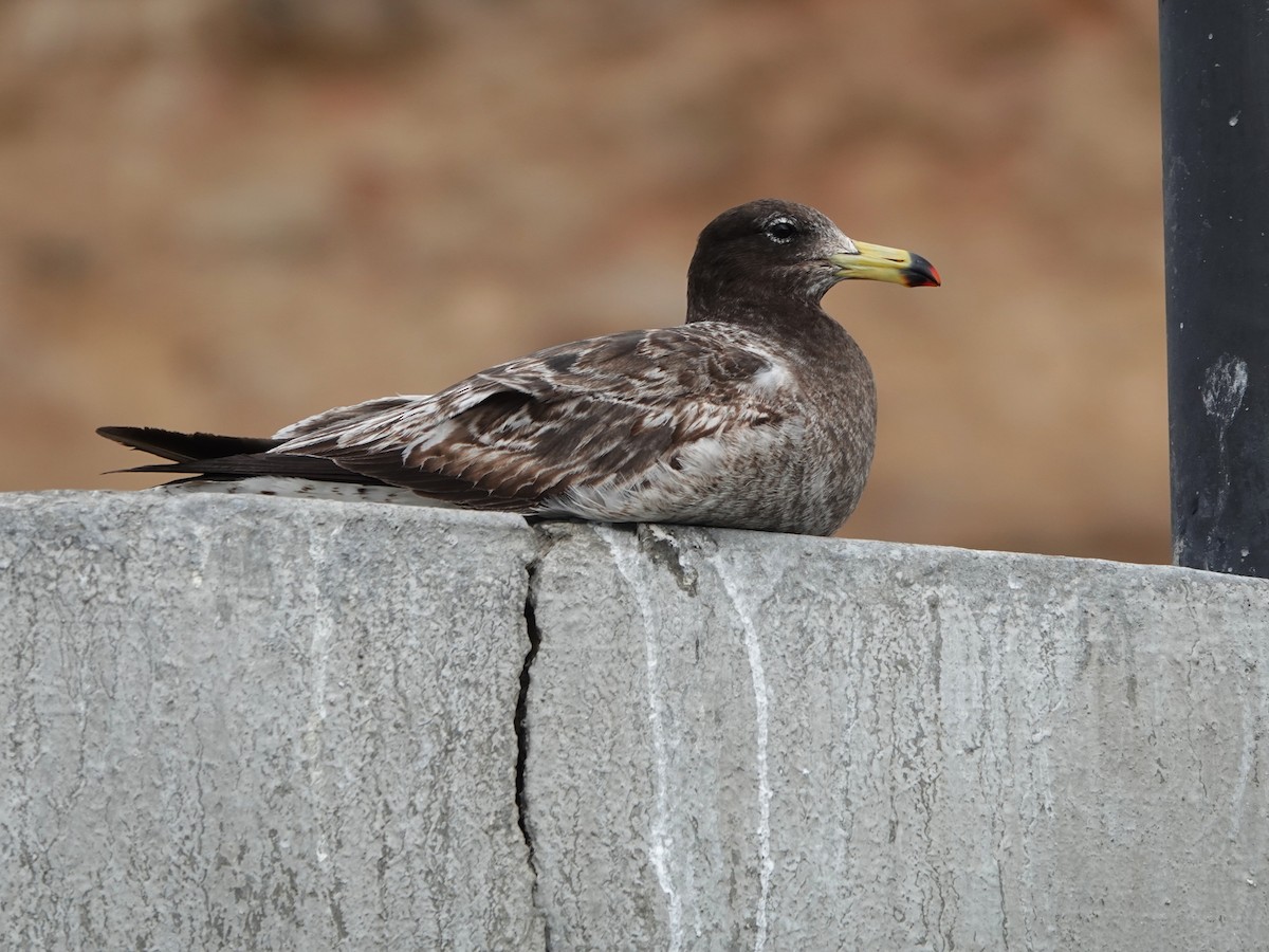 Belcher's Gull - ML645563275