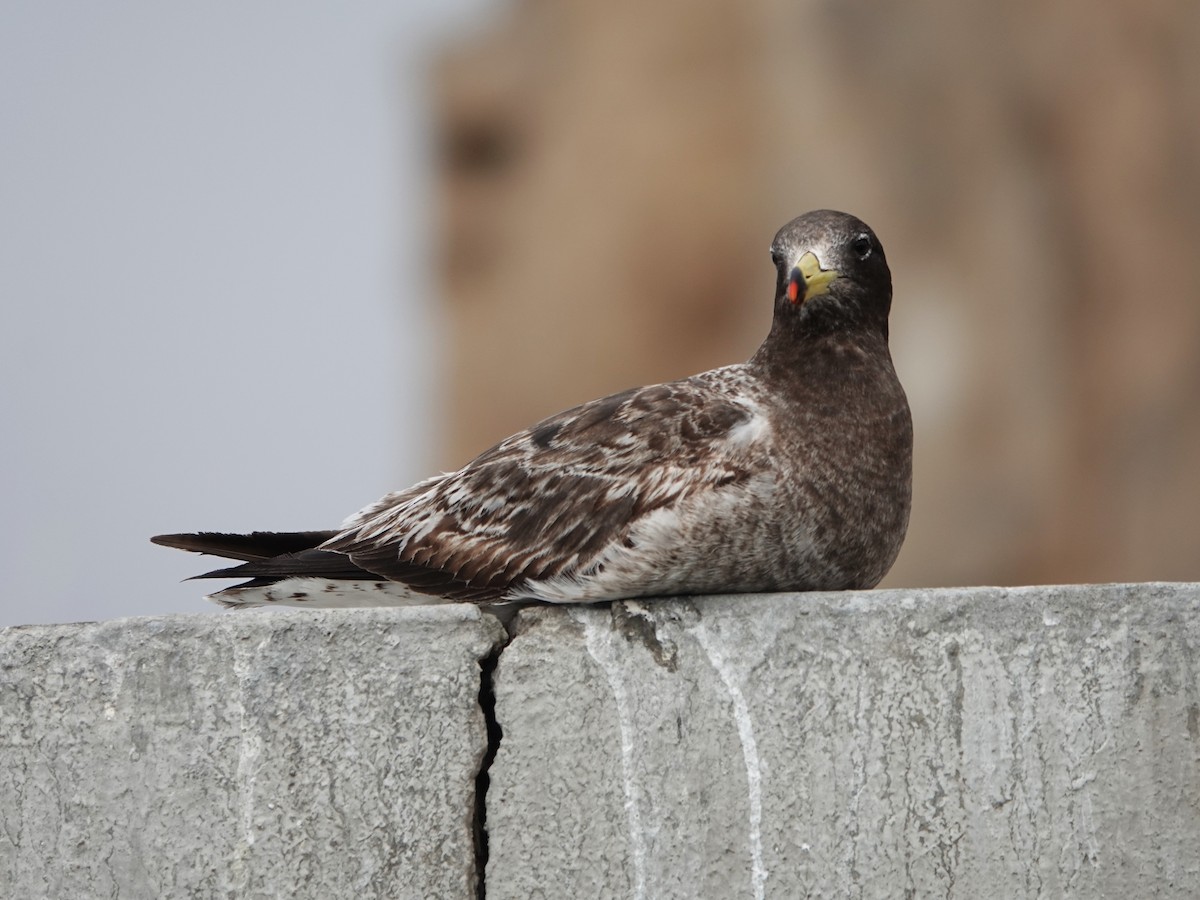 Belcher's Gull - ML645563276