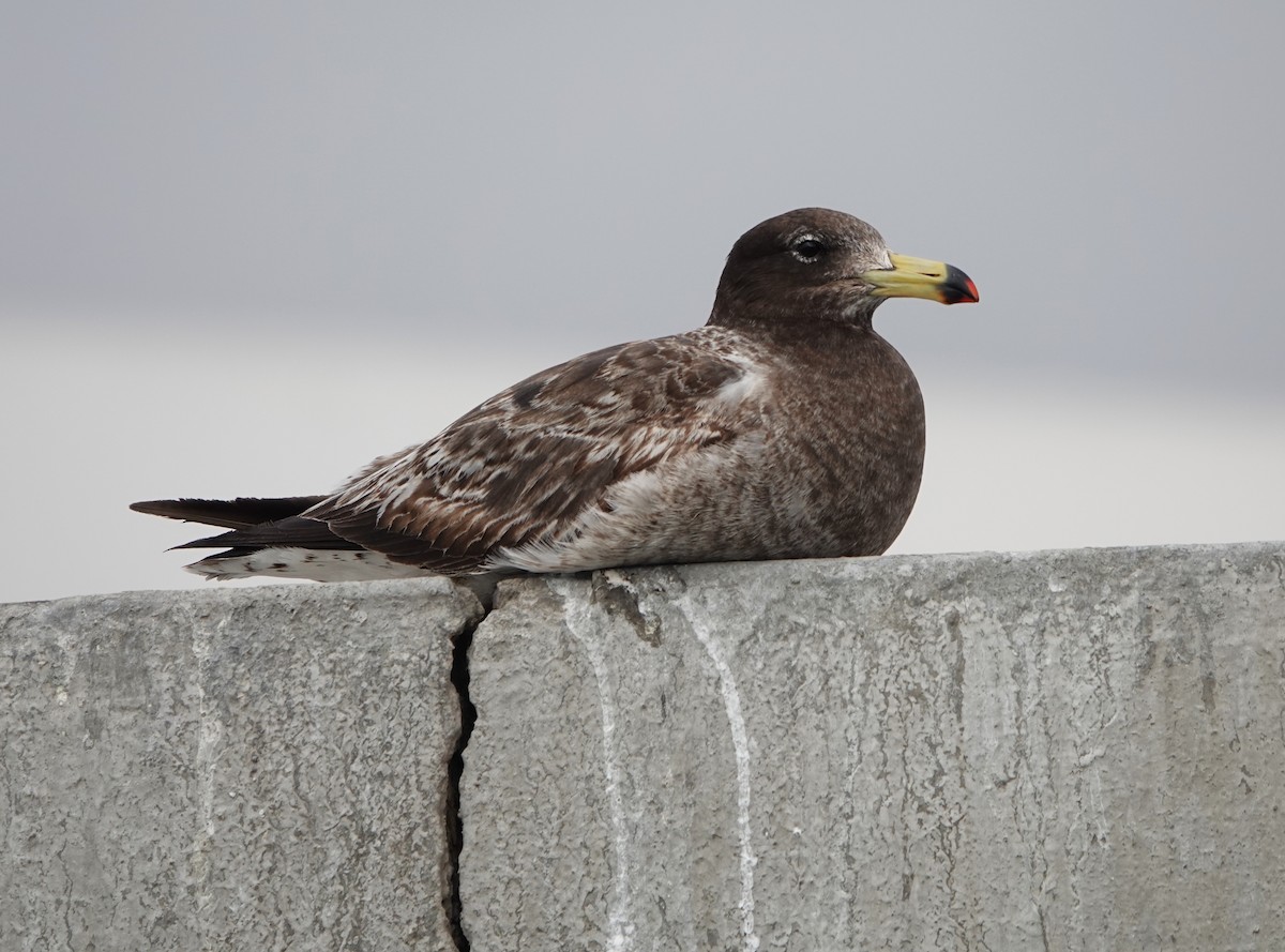 Belcher's Gull - ML645563277