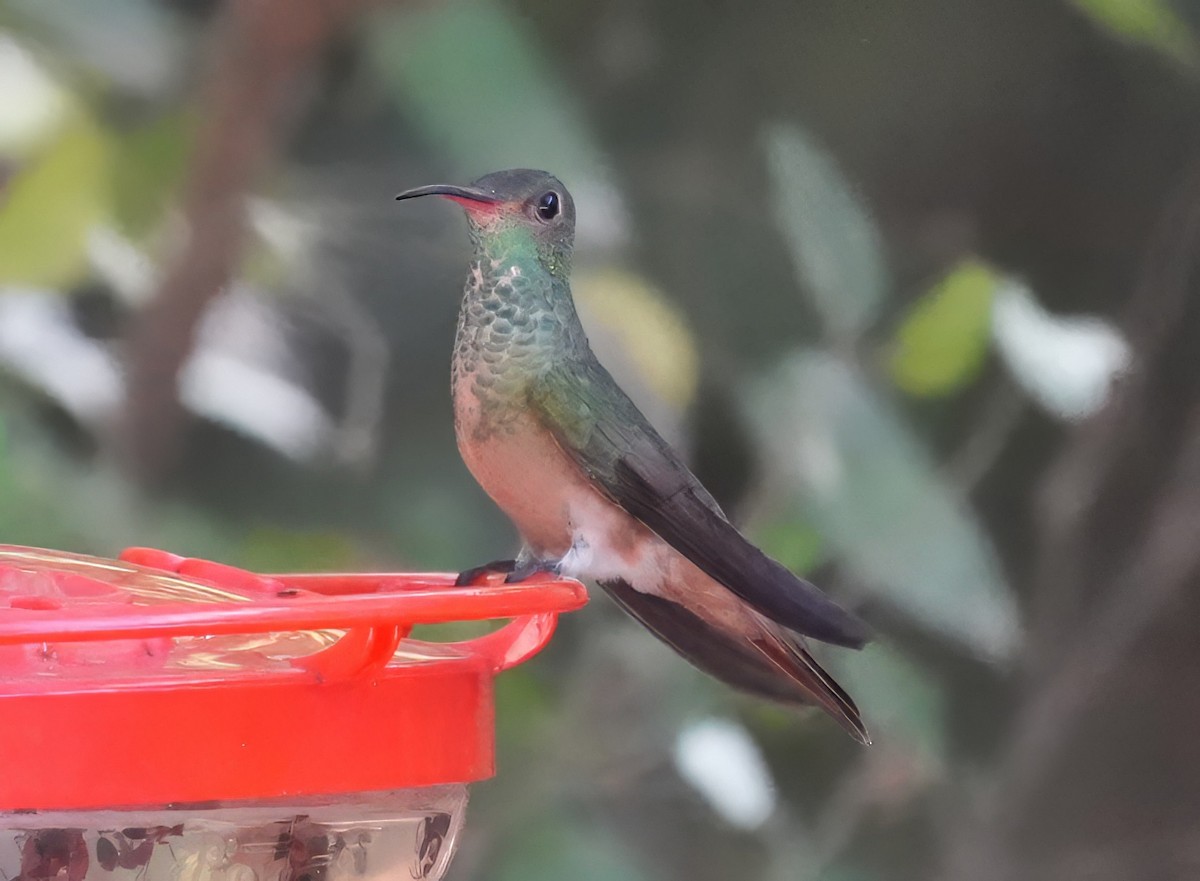 Buff-bellied Hummingbird - ML645563278