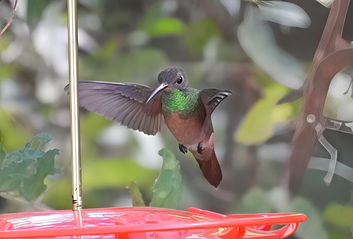 Buff-bellied Hummingbird - ML645563279