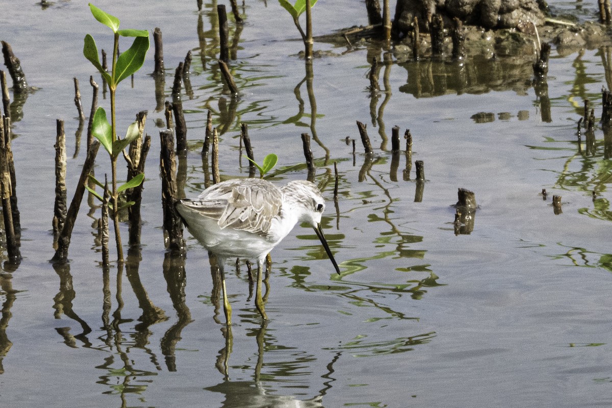 Marsh Sandpiper - ML645563280
