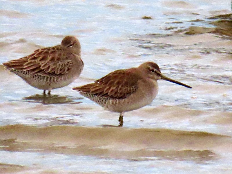 Short-billed Dowitcher - ML645563281