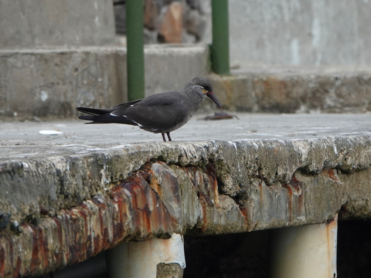 Inca Tern - ML645563288