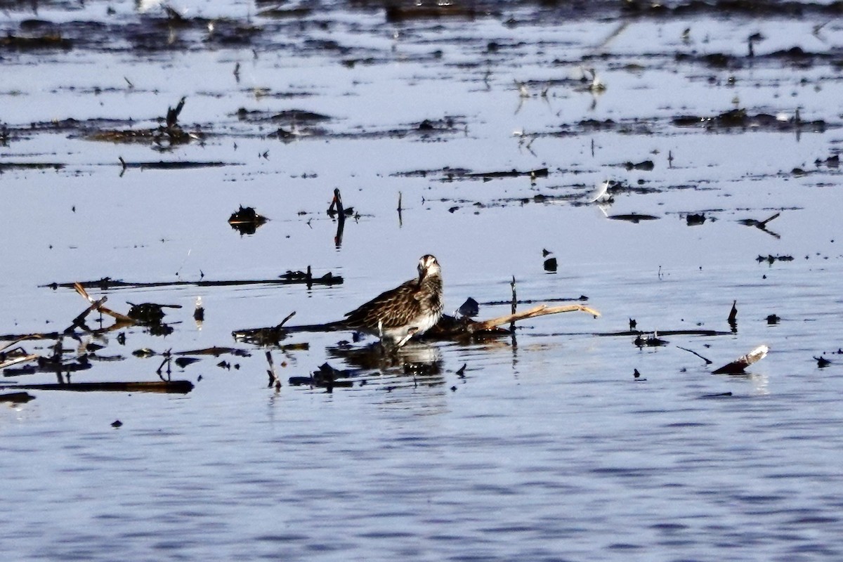Pectoral Sandpiper - ML645563289