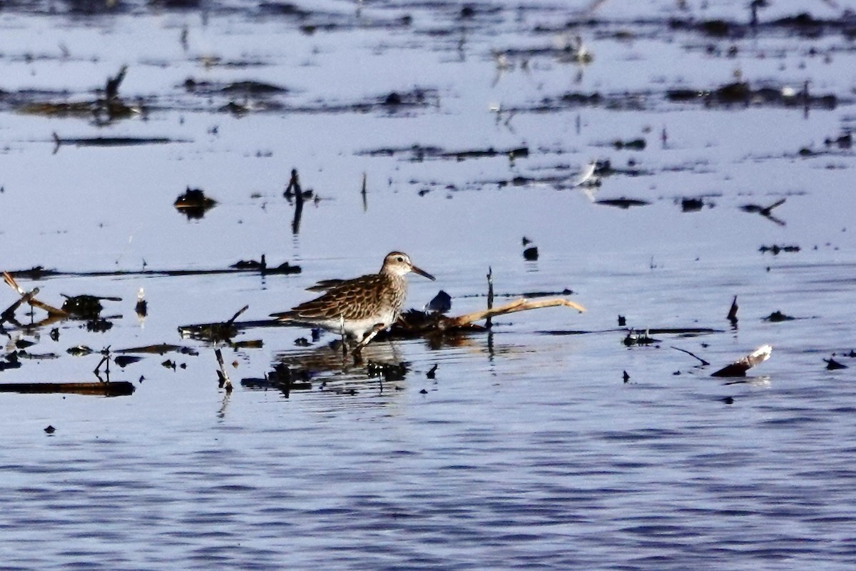 Pectoral Sandpiper - ML645563290