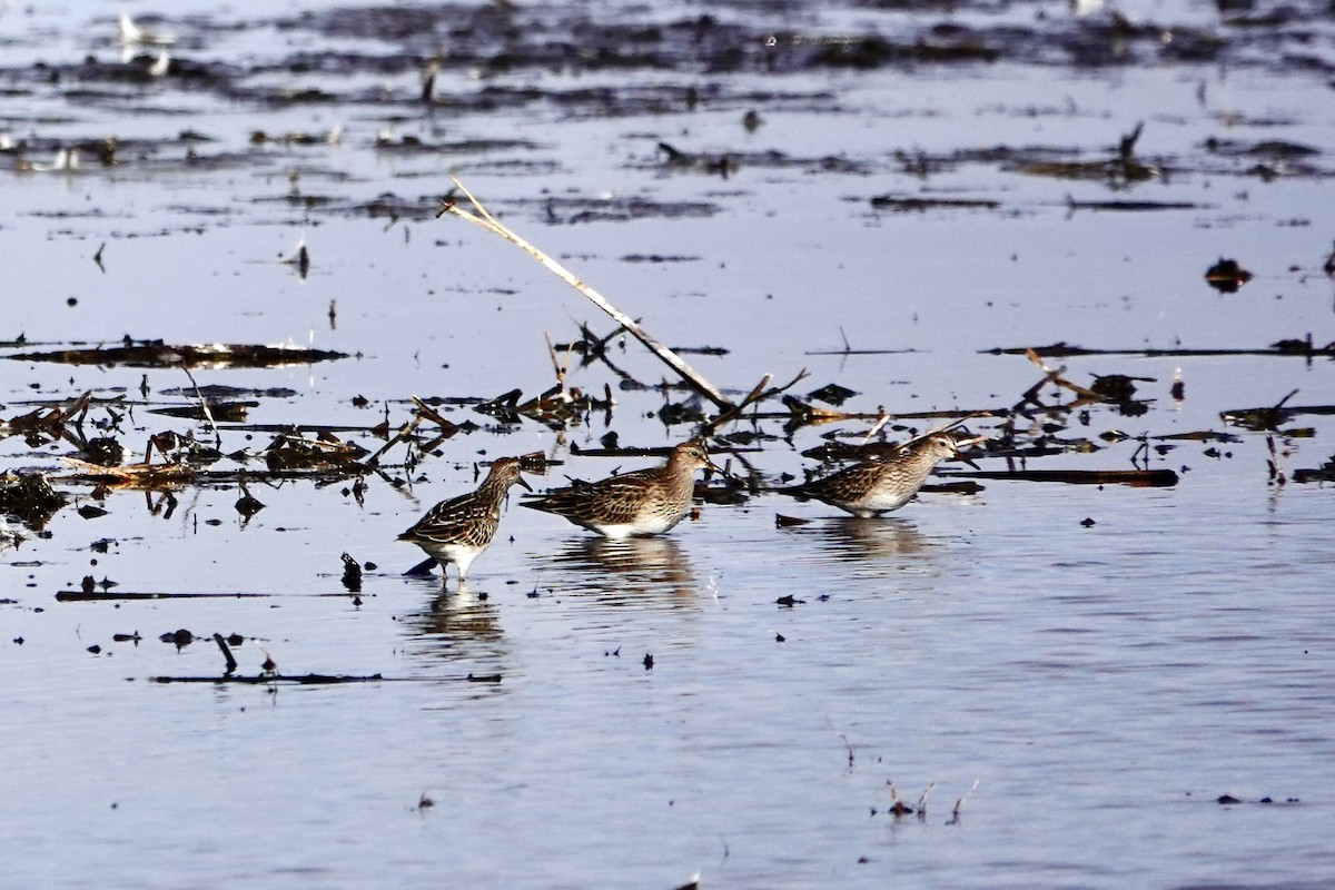 Pectoral Sandpiper - ML645563291
