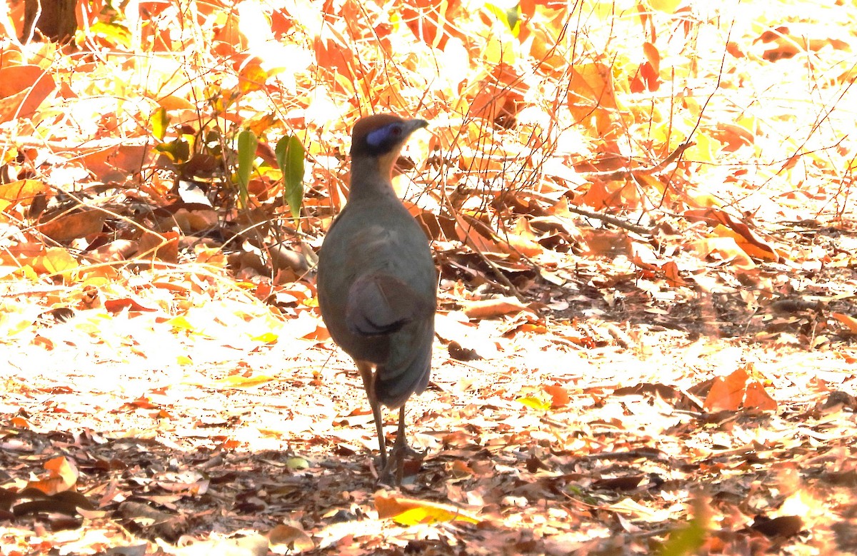 Red-capped Coua - ML645563293