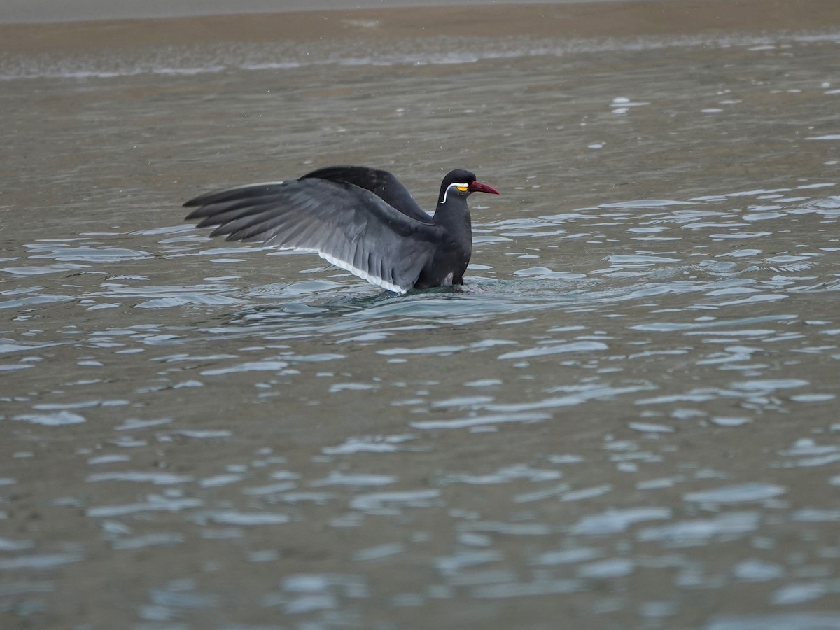 Inca Tern - ML645563294